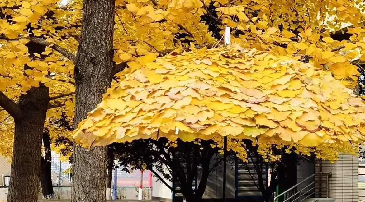 “銀杏傘”藏著生活詩，平凡的浪漫最動人