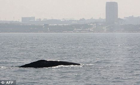 一頭灰鯨在以色列附近地中海海域浮出水面。
