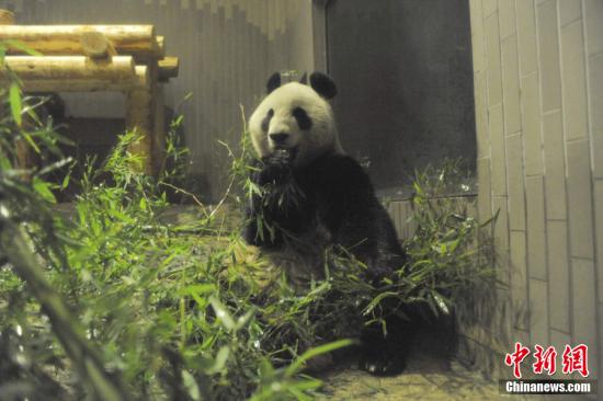 2011年2月22日，日本東京，雌性大熊貓“仙女”（“真真”）在上野動物園內(nèi)。