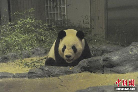 2011年2月22日，日本東京，雄性大熊貓“比力”（“力力”）在上野動物園內(nèi)。