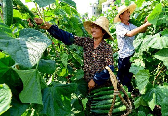 （走基層 聽(tīng)民聲）（2）福建長(zhǎng)?。何羧斩d坡地 今日花果山