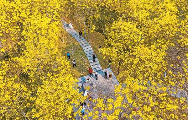福州：黃花風(fēng)鈴木綻放正當(dāng)時(shí)